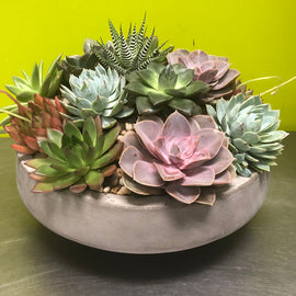 Succulent Arrangement