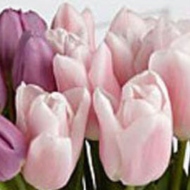Mixed Tulips