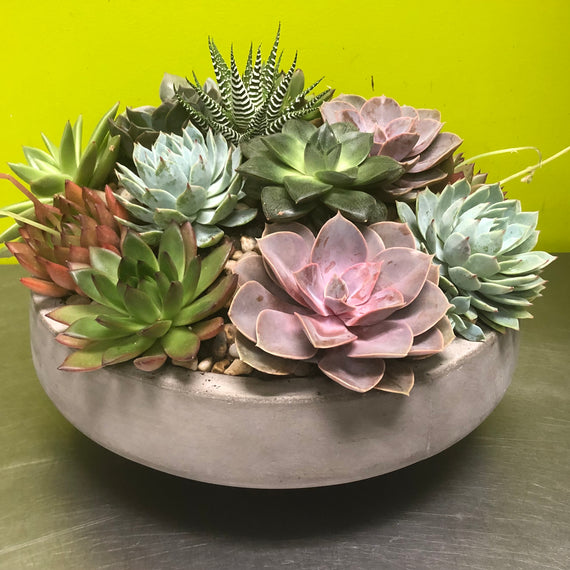 large succulent arrangement Succulent Arrangement – Beverly Hills Flower Gallery