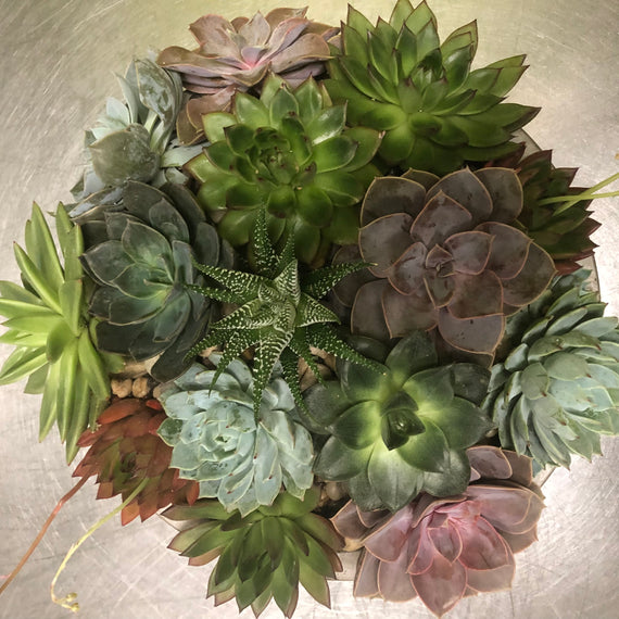 etsy succulent Succulent Arrangement – Beverly Hills Flower Gallery
