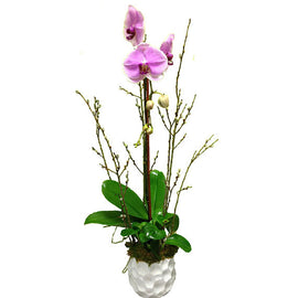 Single Pink Phalanopsis Orchid - Beverly Hills Flower Gallery