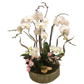 Orchid Garden - Beverly Hills Flower Gallery