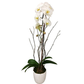 Single White Phalanopsis Orchid - Beverly Hills Flower Gallery